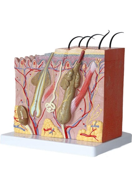 Cilt Modeli 50X Büyütülmüş Anatomik Cilt Modeli Anatomi Sınıf Çalışması Için Üç Boyutlu Cilt Modeli Ekran Öğretimi (Yurt Dışından) modelleri