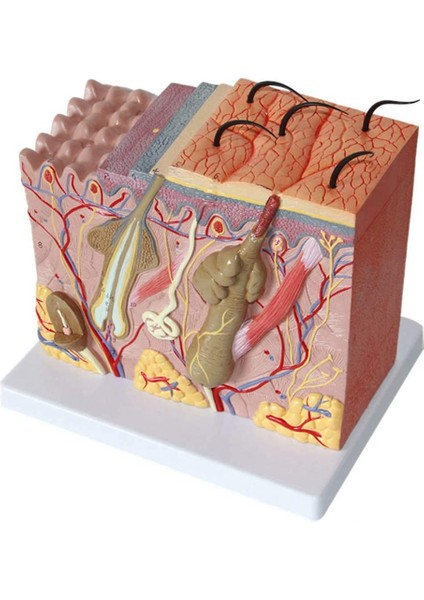 Cilt Modeli 50X Büyütülmüş Anatomik Cilt Modeli Anatomi Sınıf Çalışması Için Üç Boyutlu Cilt Modeli Ekran Öğretimi (Yurt Dışından) fırsatları