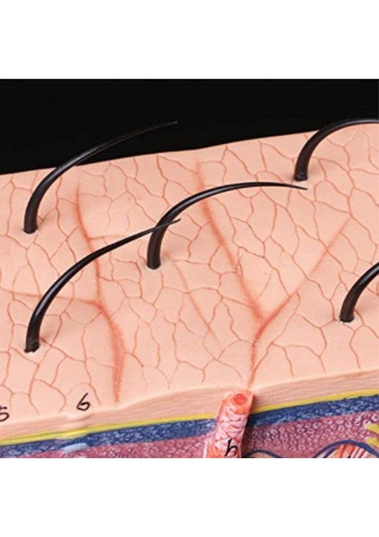 Cilt Modeli 50X Büyütülmüş Anatomik Cilt Modeli Anatomi Sınıf Çalışması Için Üç Boyutlu Cilt Modeli Ekran Öğretimi (Yurt Dışından) indirimleri