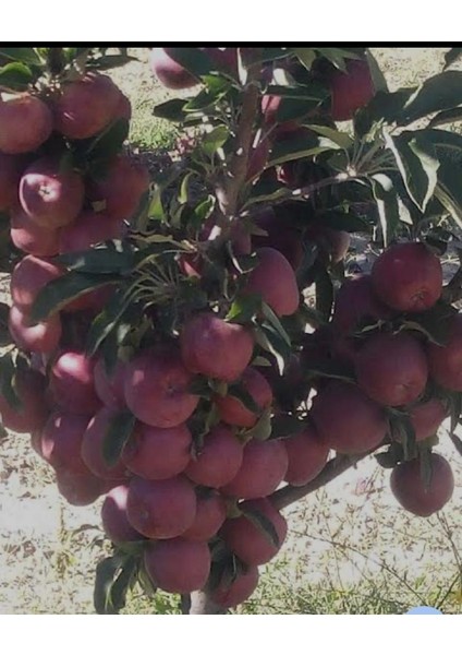 3 Yaş Aşılı Gala Elma Fidanı – Tatlı ve Aromatik fiyatları