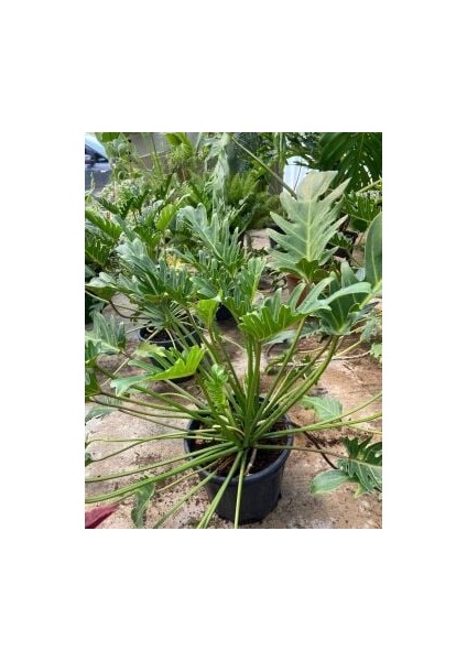 Deve Tabanı (Philodendron Xanadu) 40-60 cm