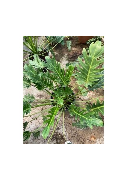 Deve Tabanı (Philodendron Xanadu) 40-60 cm fiyatları