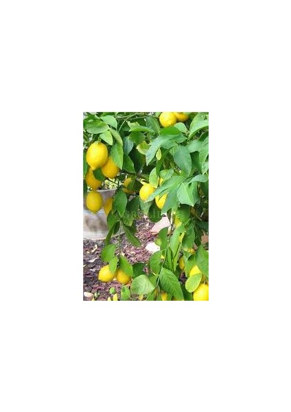 3 Yaş Aşılı Mayer Limon Fidanı fiyatları