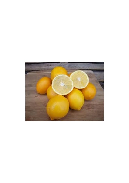 3 Yaş Aşılı Mayer Limon Fidanı fırsatları