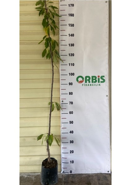 Aşılı 3 Yaş Ziraat 900 (Napolyon) Kiraz Fidanı