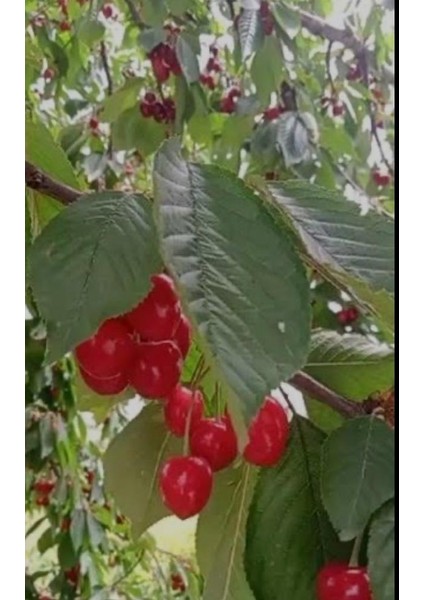 Aşılı 3 Yaş Ziraat 900 (Napolyon) Kiraz Fidanı fiyatları