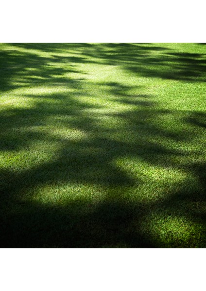 Lawn Art Gölge Alanlar için Çim Tohumu Karışımı 1 kg modelleri