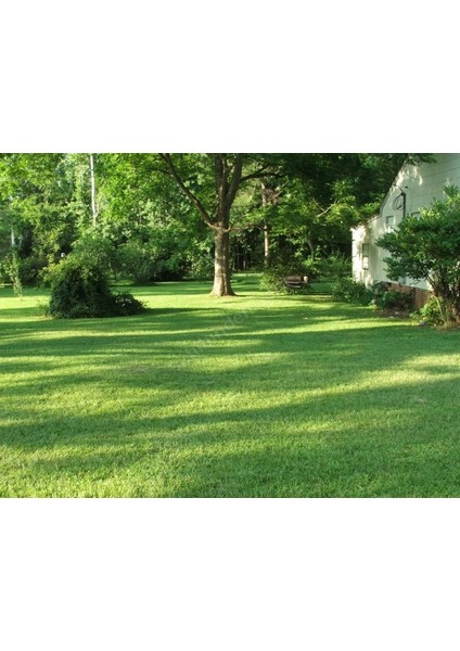 Lawn Art Gölge Alanlar için Çim Tohumu Karışımı 1 kg fırsatları
