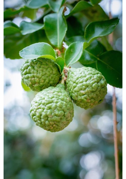 Kaffir Lime (Citrus Hystrix) – 100-120CM