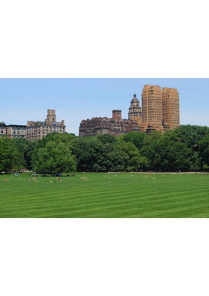 Master Lawn 4 Mix Karışım Çim Tohumu 1 kg fırsatları