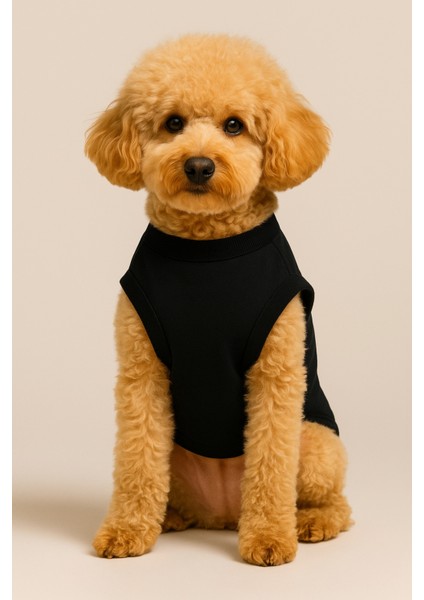 Köpek ve Kedi Kıyafeti - Bal Kabağı fiyatları