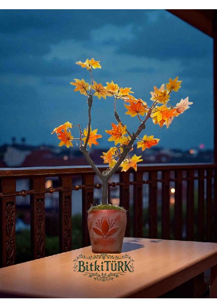 -Beton Saksıda Yapay Ağaç Gerçek Gövde ve Yosun Dekorlu Ofis Salon Hediye Sonbahar