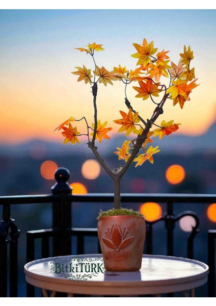 -Beton Saksıda Yapay Ağaç Gerçek Gövde ve Yosun Dekorlu Ofis Salon Hediye Sonbahar modelleri