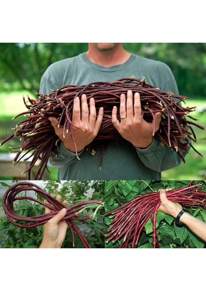 Uzun Fasulye Tohumu Koyu Kırmızı Makarna Fasulyesi