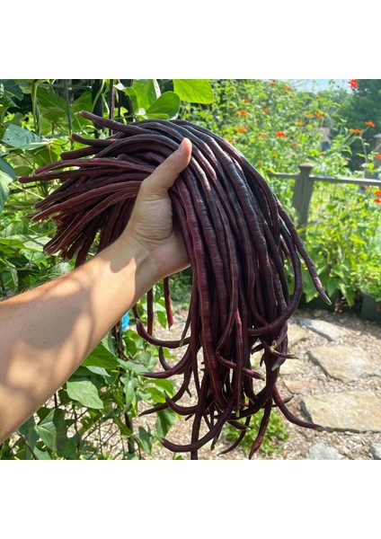 Uzun Fasulye Tohumu Koyu Kırmızı Makarna Fasulyesi fiyatları