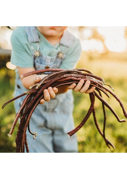 Uzun Fasulye Tohumu Koyu Kırmızı Makarna Fasulyesi modelleri