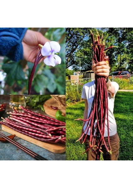 Uzun Fasulye Tohumu Koyu Kırmızı Makarna Fasulyesi indirimleri