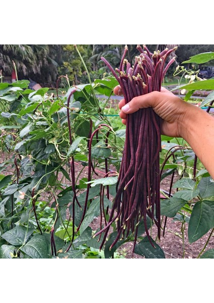 Uzun Fasulye Tohumu Koyu Kırmızı Makarna Fasulyesi