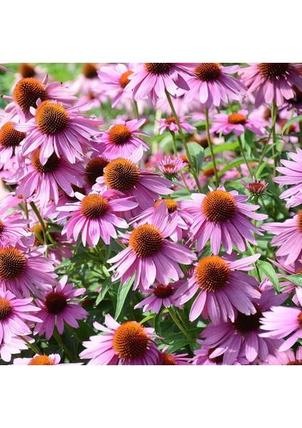 Şifalı Kırmızı Ekinezya Tohumu Echinacea Purpurea Immün Otu