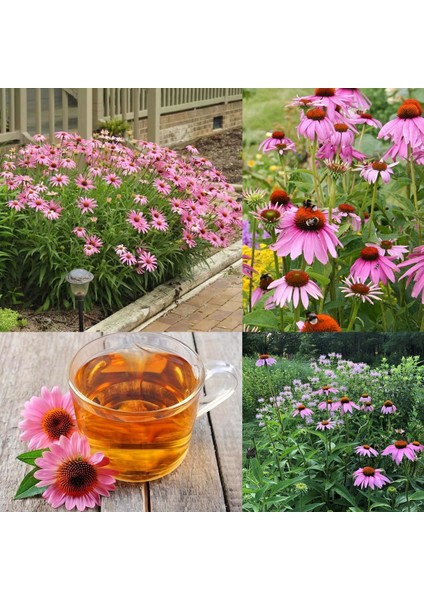 Şifalı Kırmızı Ekinezya Tohumu Echinacea Purpurea Immün Otu fiyatları