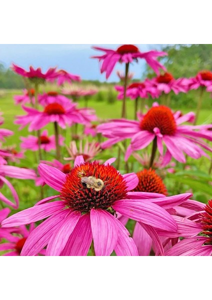 Şifalı Kırmızı Ekinezya Tohumu Echinacea Purpurea Immün Otu modelleri