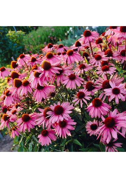 Şifalı Kırmızı Ekinezya Tohumu Echinacea Purpurea Immün Otu fırsatları