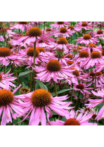 Şifalı Kırmızı Ekinezya Tohumu Echinacea Purpurea Immün Otu indirimleri