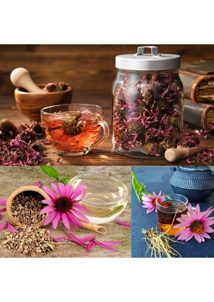 Şifalı Kırmızı Ekinezya Tohumu Echinacea Purpurea Immün Otu