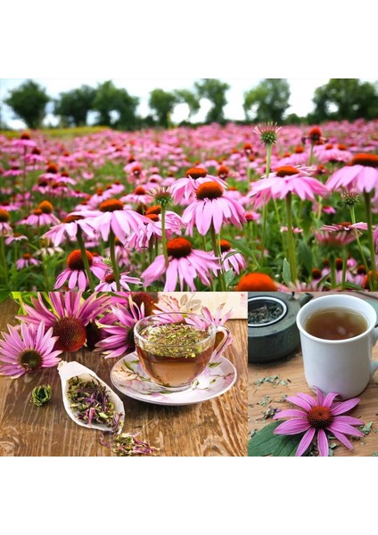 Şifalı Kırmızı Ekinezya Tohumu Echinacea Purpurea Immün Otu