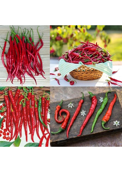 Cayenne Kırmızı Kıl Biber Tohumu Chili Pepper Çok Acı fiyatları