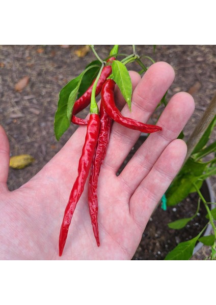Cayenne Kırmızı Kıl Biber Tohumu Chili Pepper Çok Acı fırsatları