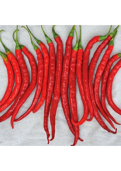 Cayenne Kırmızı Kıl Biber Tohumu Chili Pepper Çok Acı