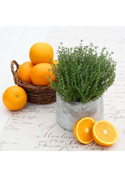 Portakal Kokulu Kekik Tohumu Thymus Fragrant