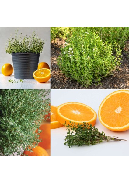 Portakal Kokulu Kekik Tohumu Thymus Fragrant modelleri