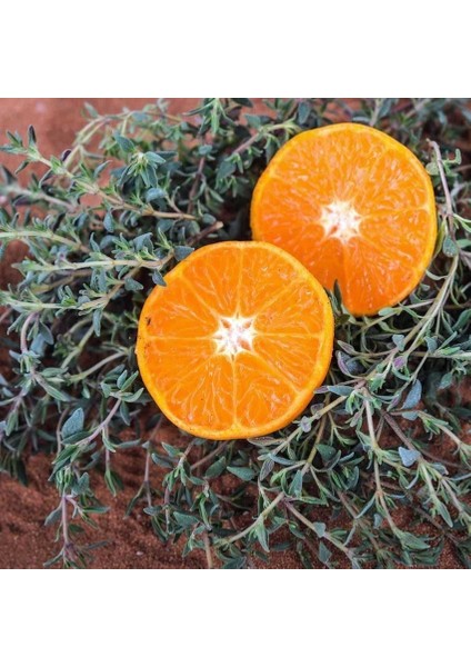 Portakal Kokulu Kekik Tohumu Thymus Fragrant fırsatları