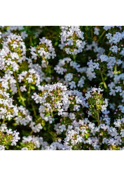 Portakal Kokulu Kekik Tohumu Thymus Fragrant