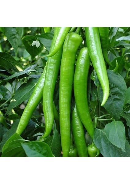 Tatlı Sivri Biber Tohumu Capsicum Annuum modelleri