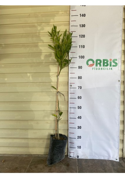 2 Yaş Aşılı Dobashi Beni Mandalina Fidanı