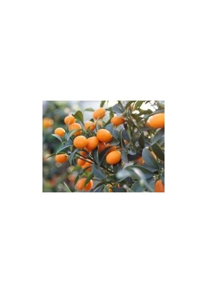2 Yaş Aşılı Dobashi Beni Mandalina Fidanı fiyatları