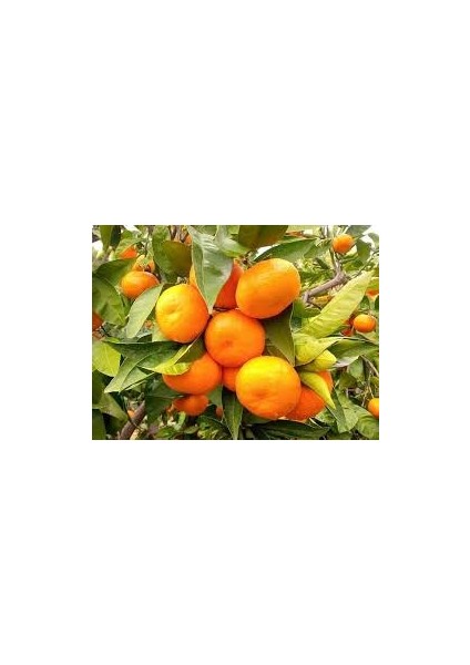 2 Yaş Aşılı Dobashi Beni Mandalina Fidanı modelleri