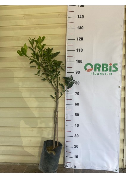 2 Yaş Aşılı Cara Cara Portakal (Kanlı Portakal) Fidanı