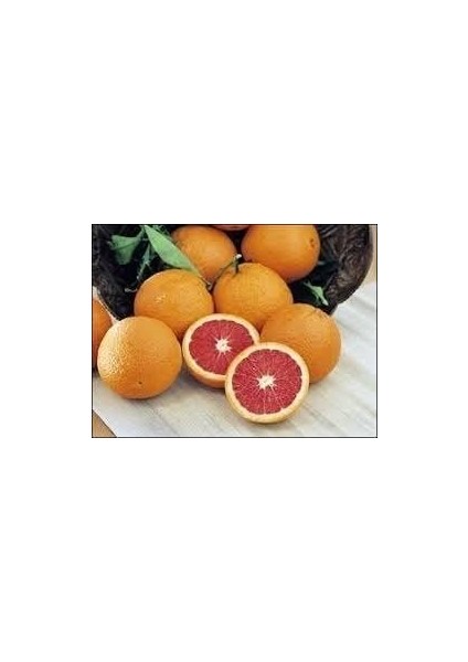 2 Yaş Aşılı Cara Cara Portakal (Kanlı Portakal) Fidanı modelleri