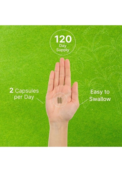 Ginkgo Biloba 500MG Per Serving, 240 Capsules