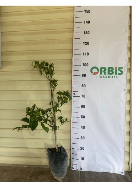 Yaş Aşılı W. Murcot Mandalina Fidanı – Ince Kabuklu, Bol Sulu, Aromatik ve Tatlı – Bahçeye ve Saksıya Uygun, Erken Meyve Veren Sofralık Çeşit