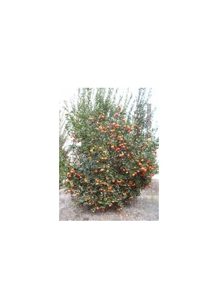 Yaş Aşılı W. Murcot Mandalina Fidanı – Ince Kabuklu, Bol Sulu, Aromatik ve Tatlı – Bahçeye ve Saksıya Uygun, Erken Meyve Veren Sofralık Çeşit fiyatları