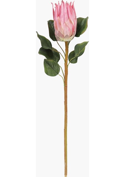 Protea Dal Pembe 68 cm