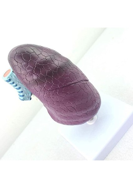 Insan Akciğer Anatomik Modeli Patolojik Etkileri Eğitim Materyali modelleri