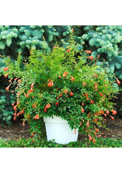 Punica Granatum Cüce Süs Narı Bonsai