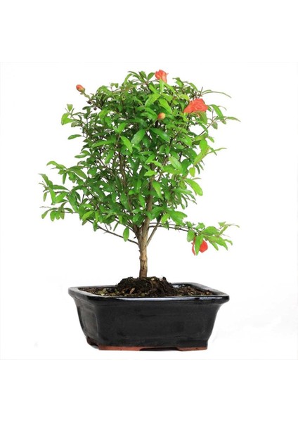Punica Granatum Cüce Süs Narı Bonsai fiyatları