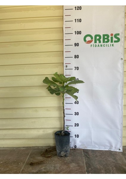 Tarsus Erkenci Siyah Incir Fidanı – Ihracatlık Kalite, Lezzetli, Bol Verimli ve Tatlı Meyveli Sofralık Çeşit